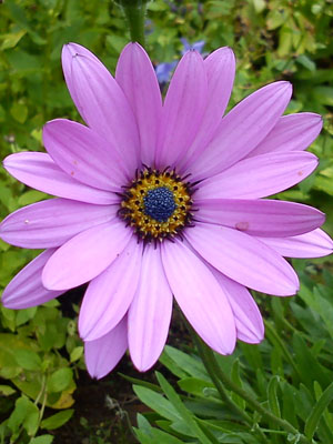 Bedding Osteosprunum Purple Flower 1lt
